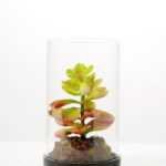 desert plant in glass pot GS-3030049