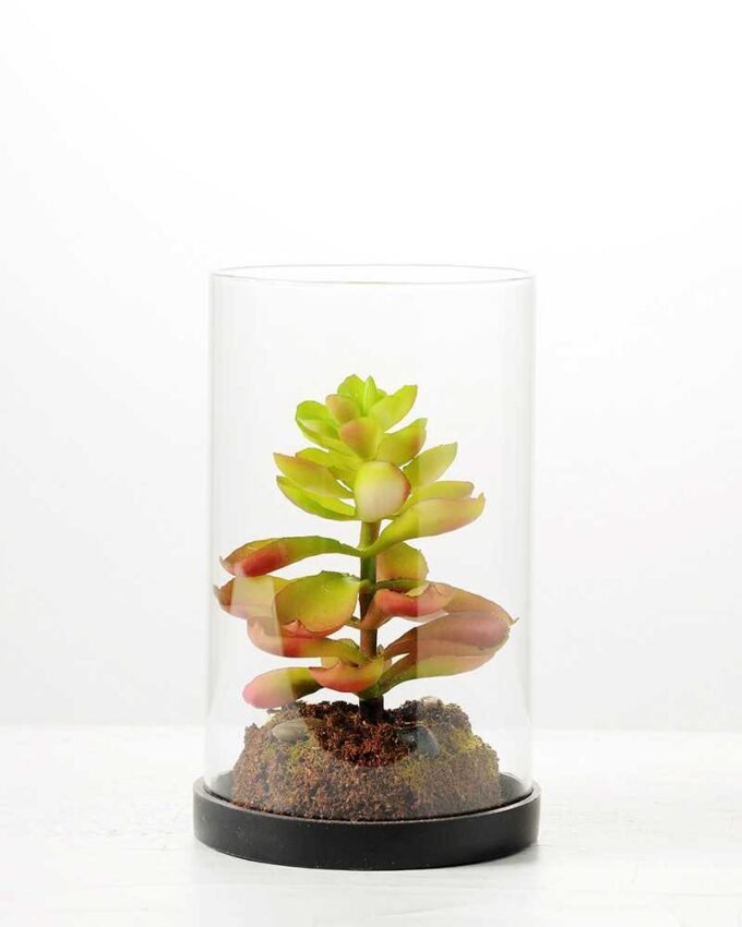 desert plant in glass pot GS-3030049