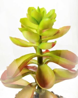 desert plant in glass pot GS-3030049