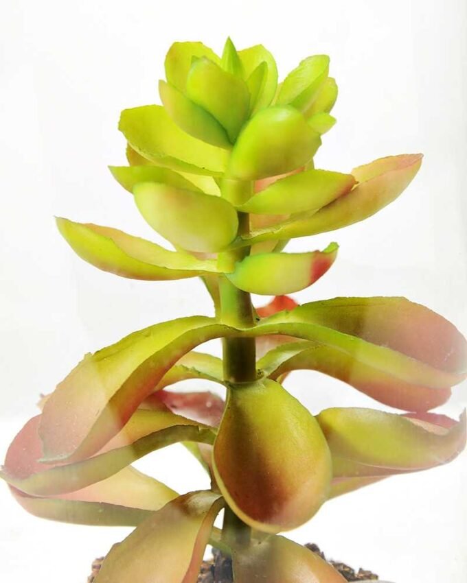 desert plant in glass pot GS-3030049