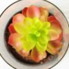 desert plant in glass pot GS-3030049