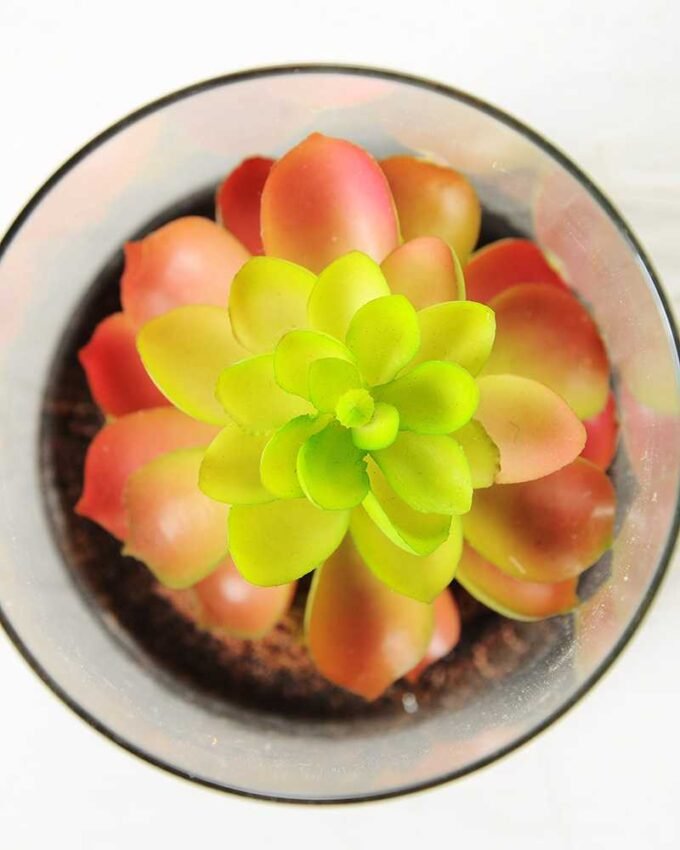 desert plant in glass pot GS-3030049