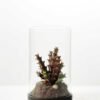 desert plant in glass pot GS-3030050
