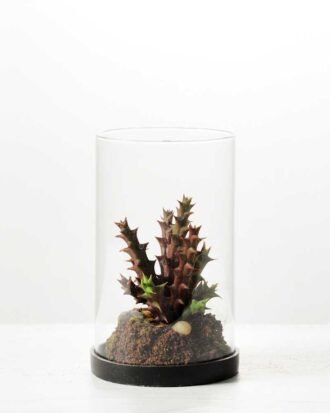 desert plant in glass pot GS-3030050