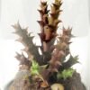 desert plant in glass pot GS-3030050