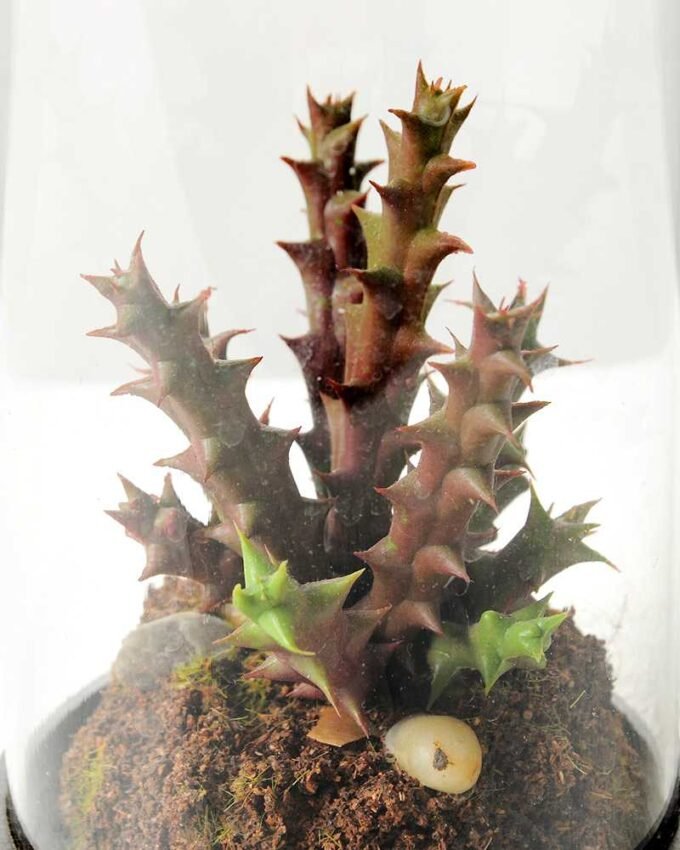 desert plant in glass pot GS-3030050