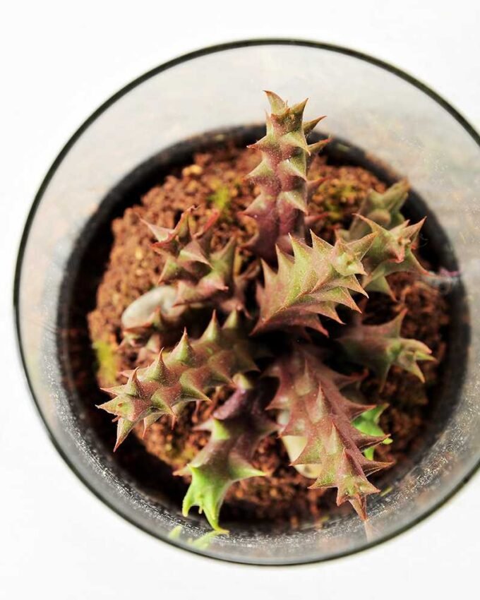 desert plant in glass pot GS-3030050