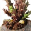 desert plant in glass pot GS-3030050