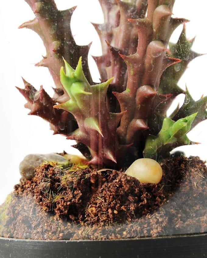 desert plant in glass pot GS-3030050