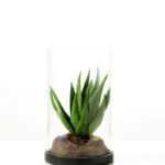 desert plant in glass pot GS-3030051