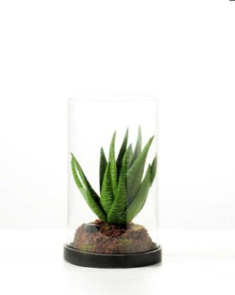 desert plant in glass pot GS-3030051
