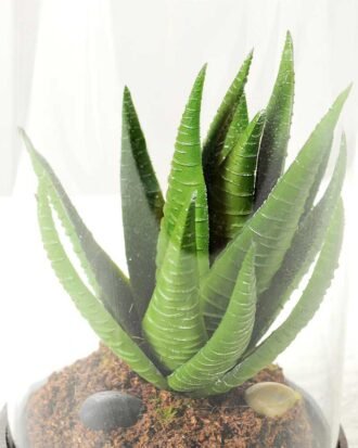 desert plant in glass pot GS-3030051