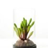 desert plant in glass pot GS-3030052