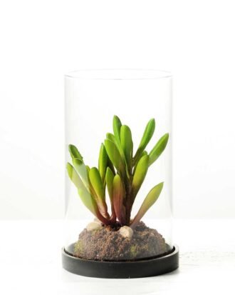 desert plant in glass pot GS-3030052