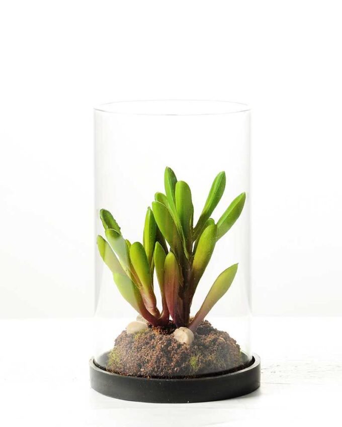 desert plant in glass pot GS-3030052