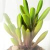 desert plant in glass pot GS-3030052