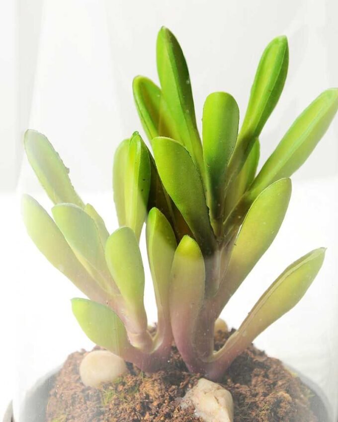 desert plant in glass pot GS-3030052