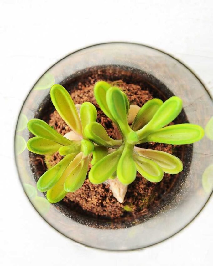 desert plant in glass pot GS-3030052