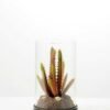 desert plant in glass pot GS-3030053 1 desert plant in glass pot GS-3030053