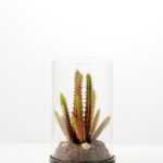 desert plant in glass pot GS-3030053