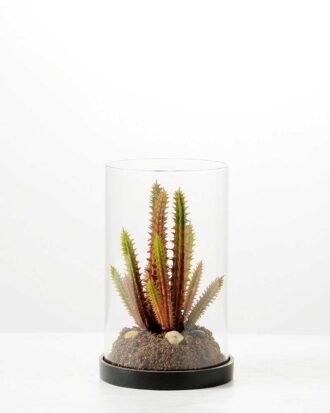 desert plant in glass pot GS-3030053