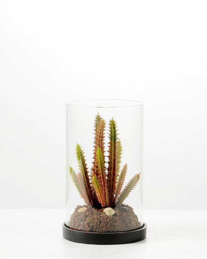 desert plant in glass pot GS-3030053 1 desert plant in glass pot GS-3030053