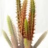 desert plant in glass pot GS-3030053 2 desert plant in glass pot GS-3030053