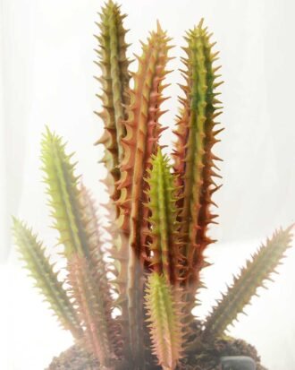 desert plant in glass pot GS-3030053
