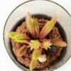 desert plant in glass pot GS-3030053 3 desert plant in glass pot GS-3030053