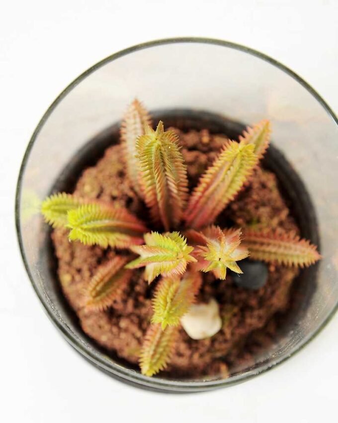 desert plant in glass pot GS-3030053 3 desert plant in glass pot GS-3030053