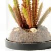 desert plant in glass pot GS-3030053 4 desert plant in glass pot GS-3030053