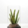 desert plant in glass pot GS-3030053 5 desert plant in glass pot GS-3030053