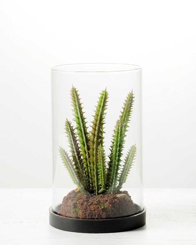 desert plant in glass pot GS-3030053 5 desert plant in glass pot GS-3030053