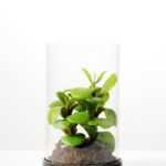 desert plant in glass pot GS-3030054