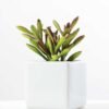 17CM desert plant in ceramics pot GS-3030093 1 17CM desert plant in ceramics pot GS-3030093