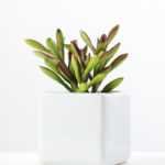 17CM desert plant in ceramics pot GS-3030093