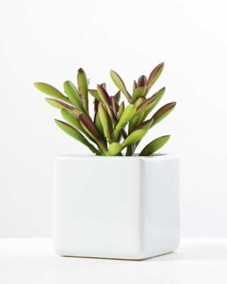 17CM desert plant in ceramics pot GS-3030093