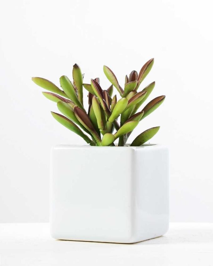 17CM desert plant in ceramics pot GS-3030093 1 17CM desert plant in ceramics pot GS-3030093