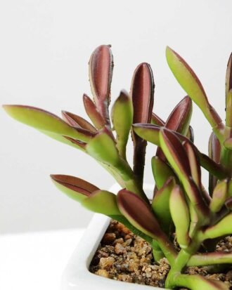 17CM desert plant in ceramics pot GS-3030093