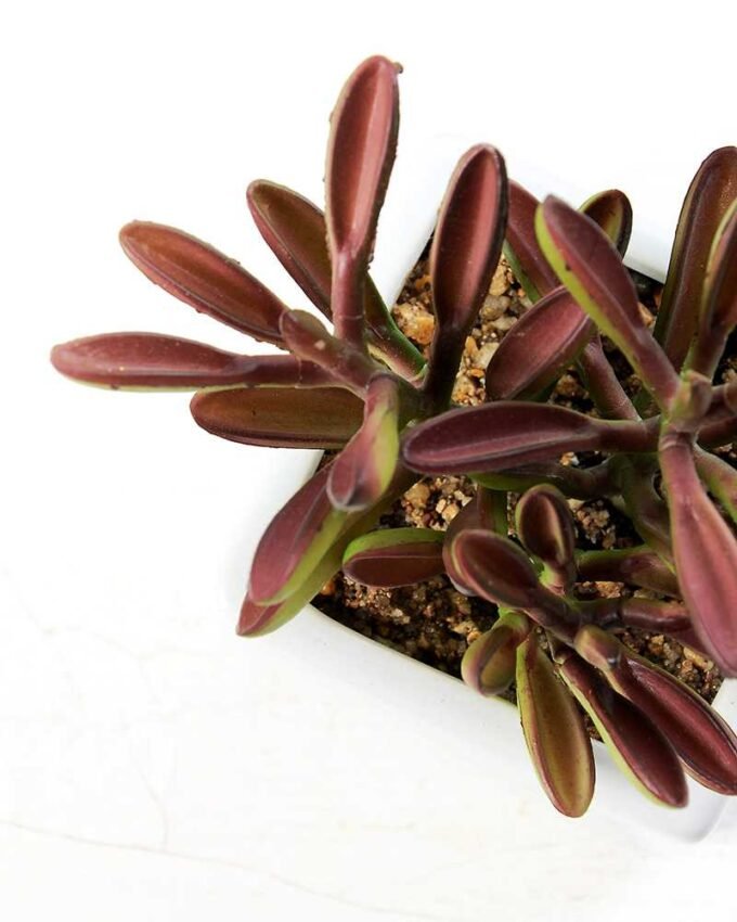 17CM desert plant in ceramics pot GS-3030093 3 17CM desert plant in ceramics pot GS-3030093