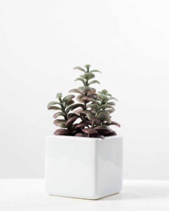 19CM desert plant in ceramics pot GS-3030094