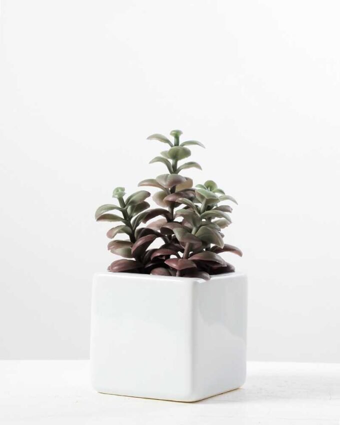 19CM desert plant in ceramics pot GS-3030094 1 19CM desert plant in ceramics pot GS-3030094