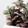 19CM desert plant in ceramics pot GS-3030094 2 19CM desert plant in ceramics pot GS-3030094