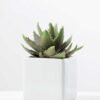 desert plant in ceramics pot GS-3030095A