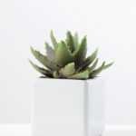 desert plant in ceramics pot GS-3030095A