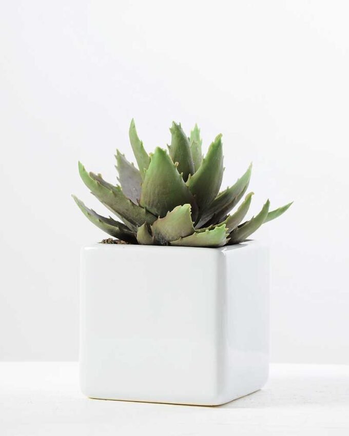 desert plant in ceramics pot GS-3030095A