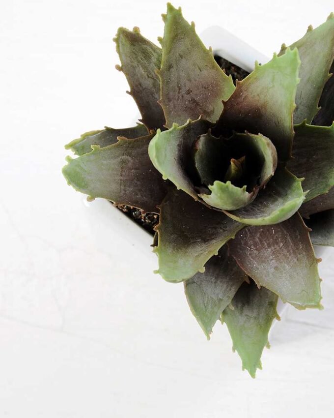 desert plant in ceramics pot GS-3030095A