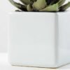 desert plant in ceramics pot GS-3030095A