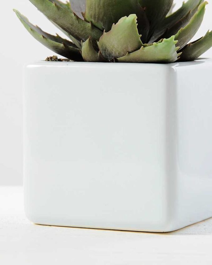 desert plant in ceramics pot GS-3030095A