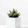 15CM desert plant in ceramics pot GS-3030095